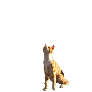 A Curious Cat In İStanbul Sniffs A Fish Held By A Person On A Sunny Day. 15875 - Cat PNG image with transparent background